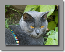 Je surveille le jardin