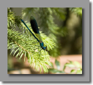 Voila ma copine la libellule