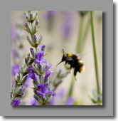 Mes copains les bourdons