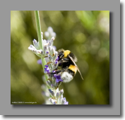 Il se r�gale mon pote le bourdon