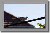 Voila ma copine la colombe