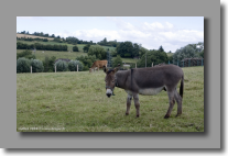 Bob dit L'�ne ( a lire � haute voix )