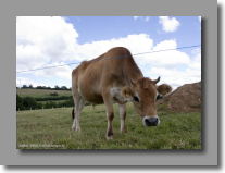 Non ce n'est pas Milka !